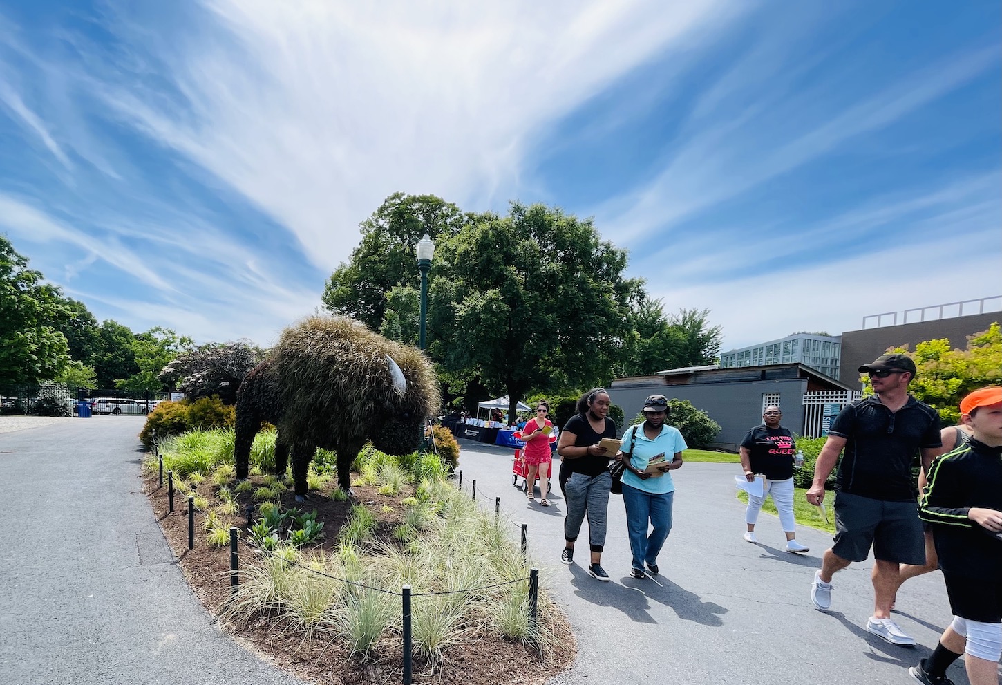 bison