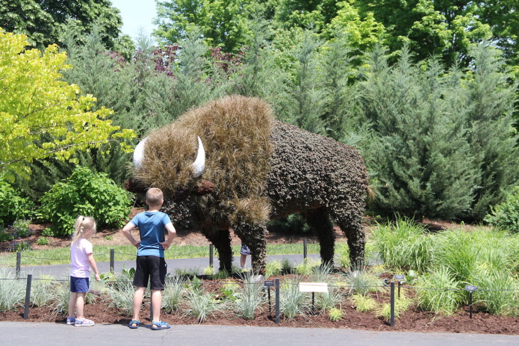bison