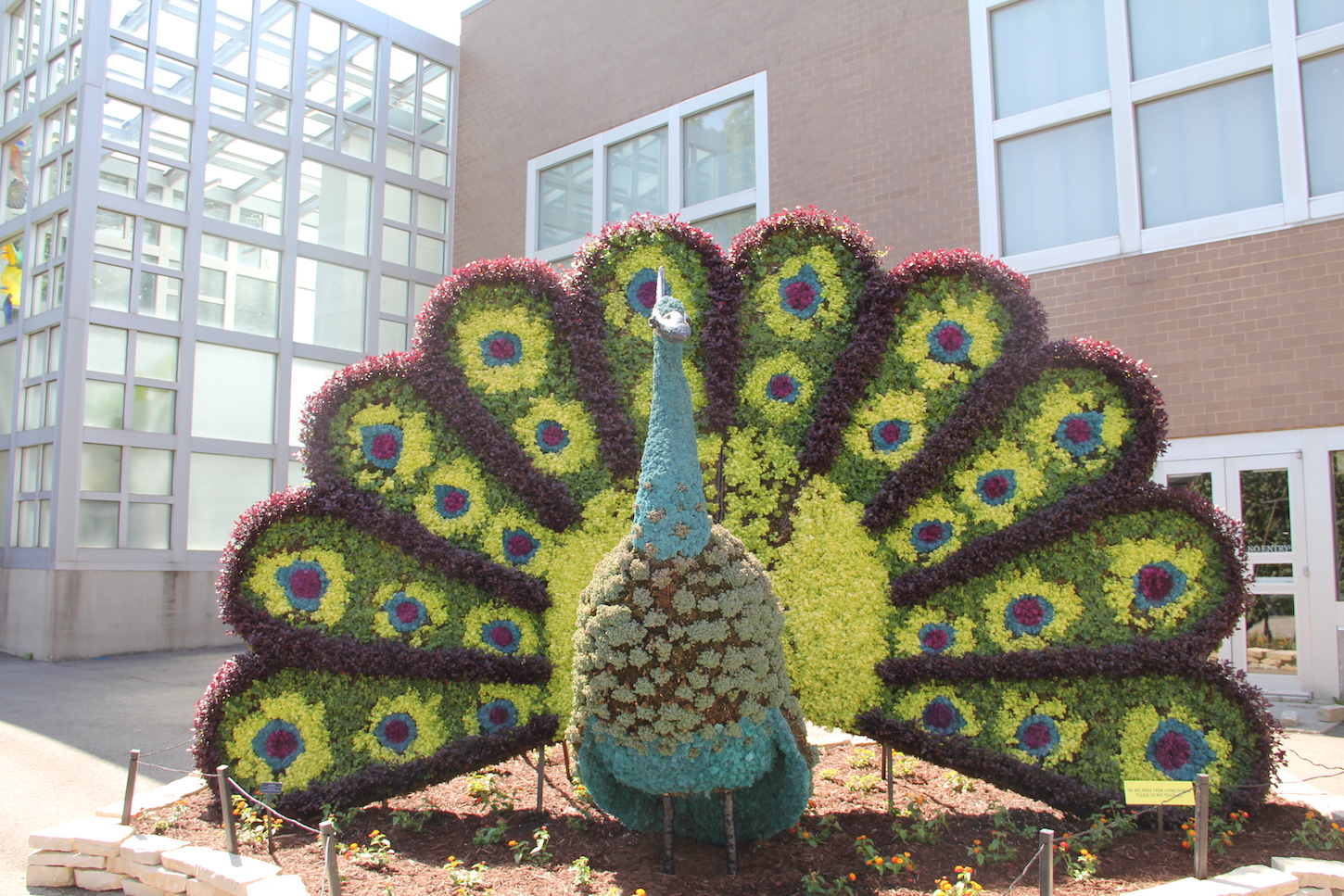 peacock